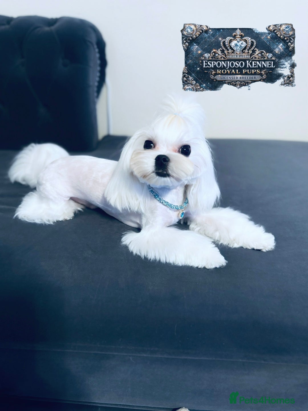 Maltese dogs for stud: ✨Exquisite DOLL KC Korean Maltese Stud DNA Clear ✨ - Advert 8