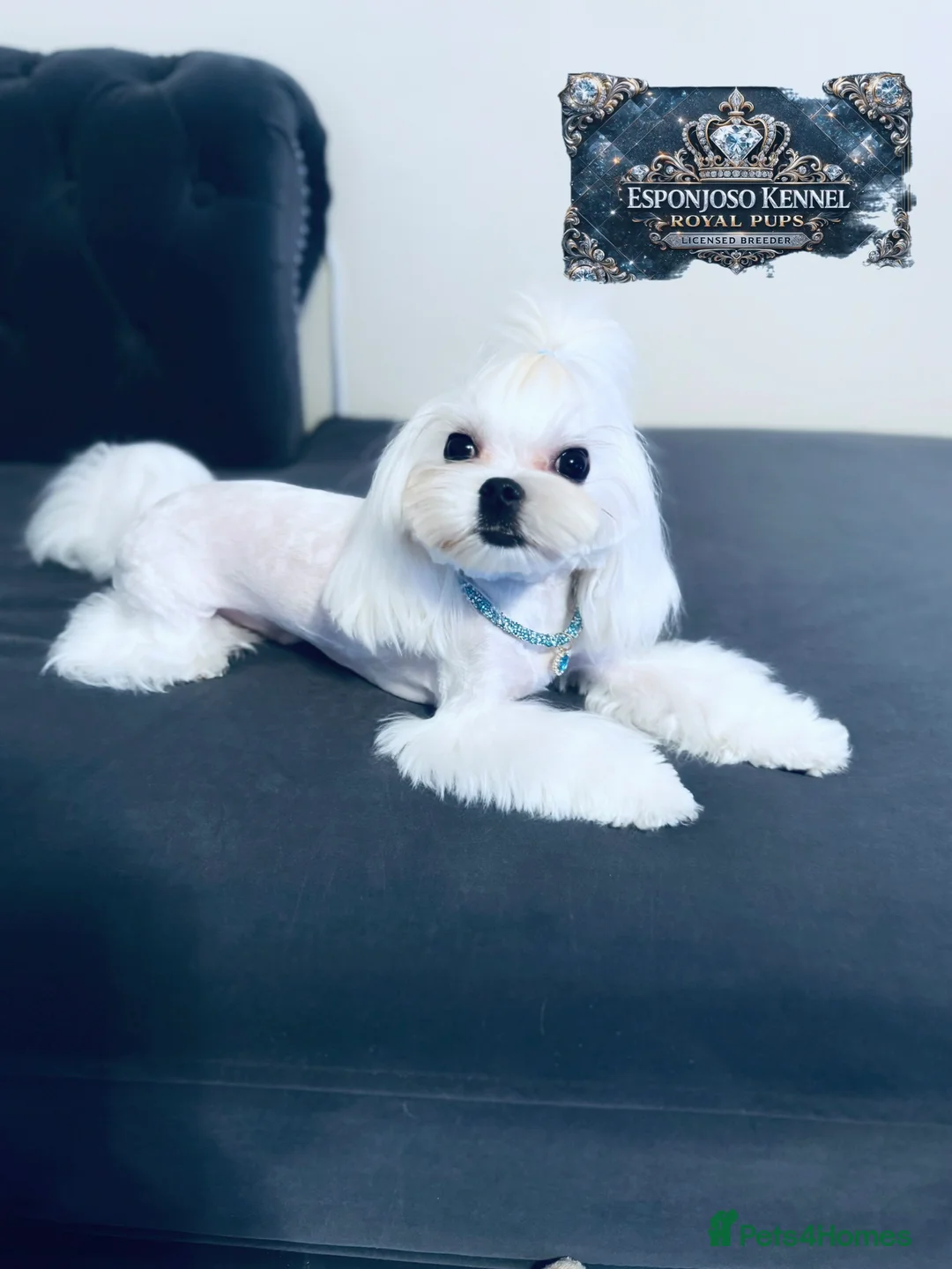 Maltese dogs for stud: 👑Exquisite KC Korean Maltese Stud DNA Clear👑 - Advert 14