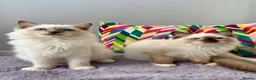 Ragdoll cats for sale: TICA registered ragdoll kittens - Advert 9