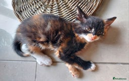 Mixed Breed cats for sale: 1 beautiful, playful kitten ready for new home - Image 3