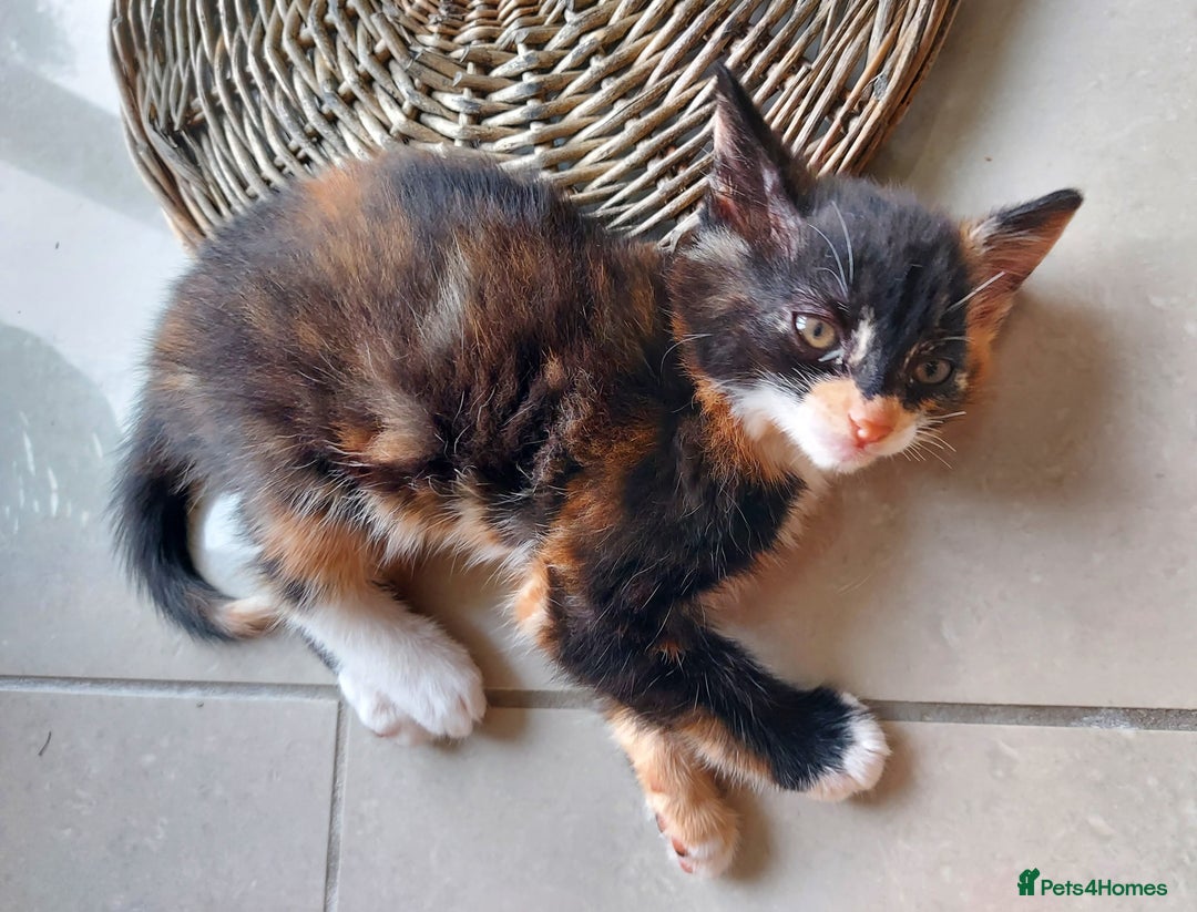Mixed Breed cats for sale: 1 beautiful, playful kitten ready for new home - Image 3