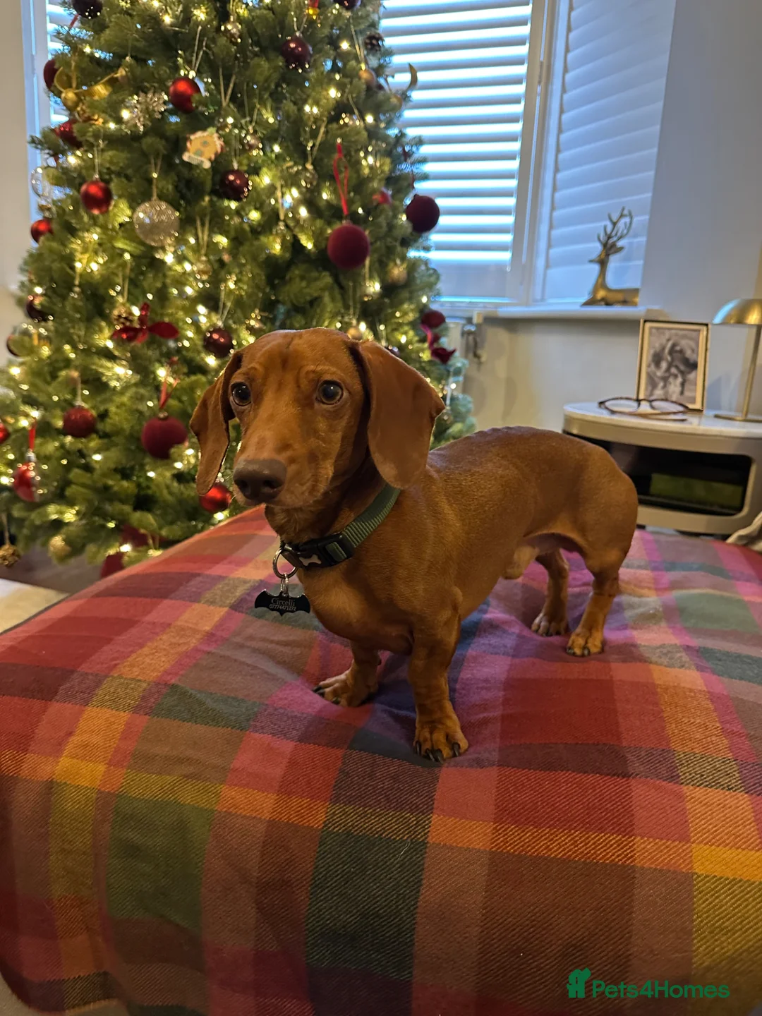 Miniature Dachshund dogs for sale: 6 year old mini dachshund looking for forever home - Advert 2