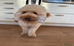 Labradoodle dogs for stud: Dog for stud  - Image 3