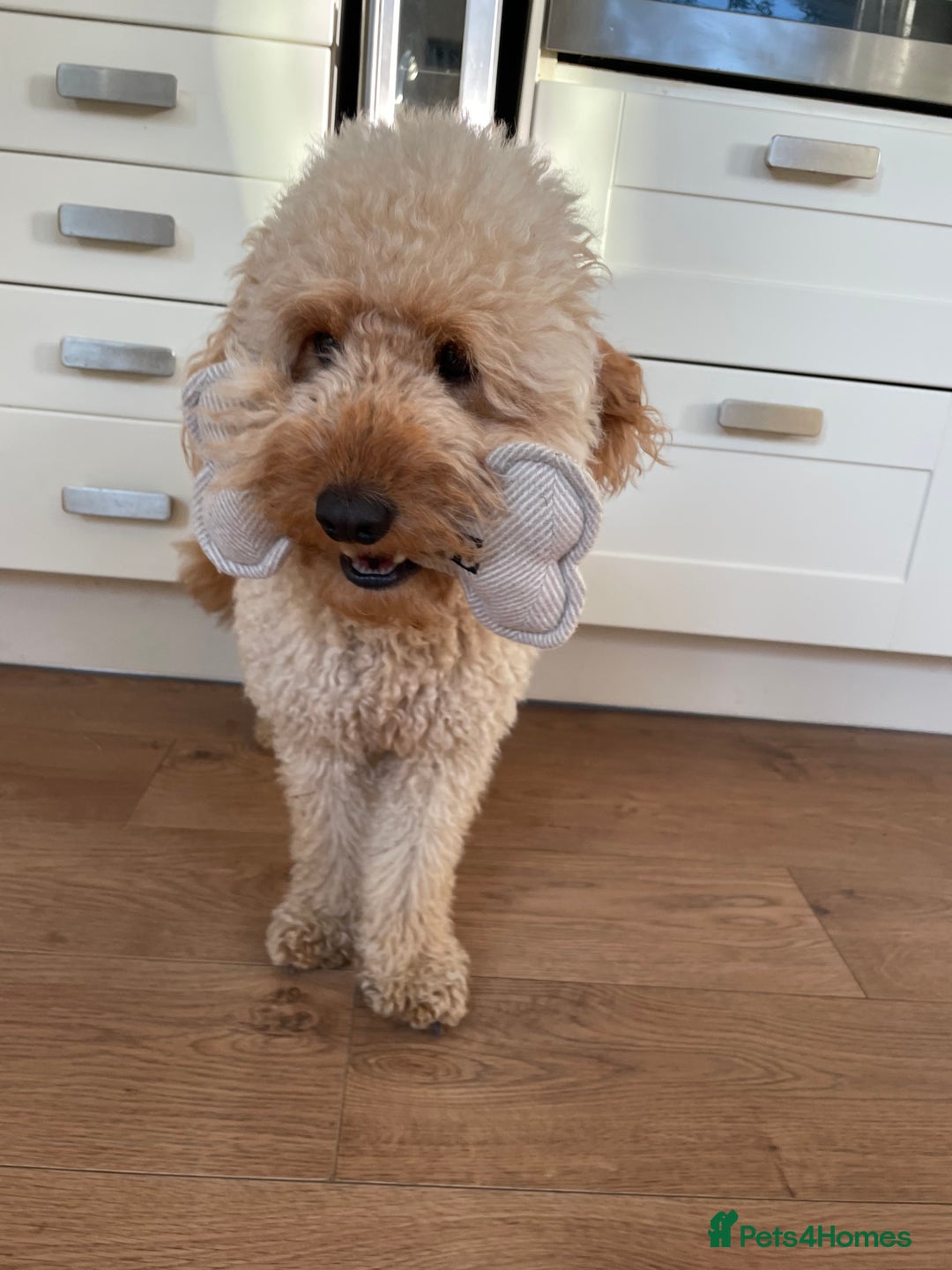 Labradoodle dogs for stud: Dog for stud  - Image 3