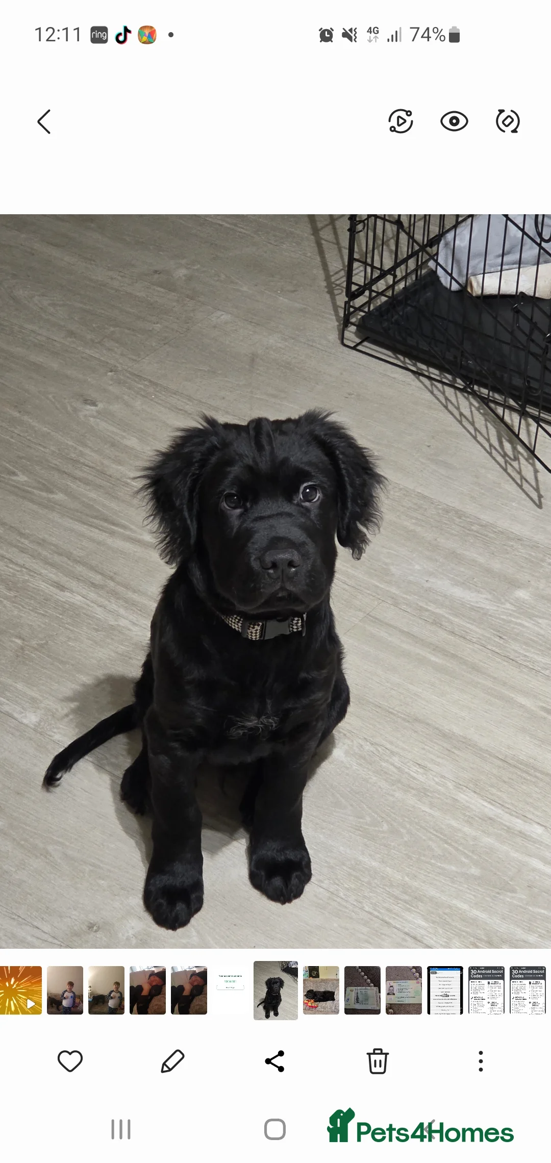 Mixed Breed dogs for sale: Herny 6 months  in Accrington - Advert 3