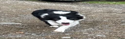 Border Collie dogs for sale: Border Collie Pup - Scott - Advert 1