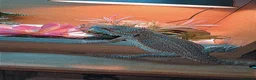 Bearded Dragon reptiles for sale: Bearded dragon and full set up  - Advert 4