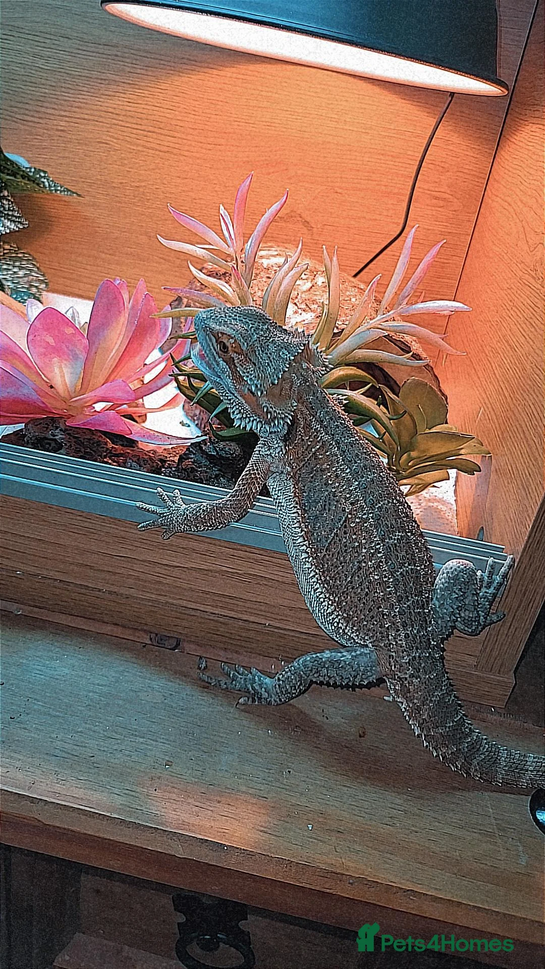 Bearded Dragon reptiles for sale: Bearded dragon and full set up  - Advert 4