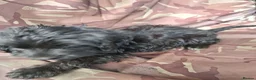 Cockapoo dogs for sale: Cockapoo femal puppy in Atherstone - Advert 4