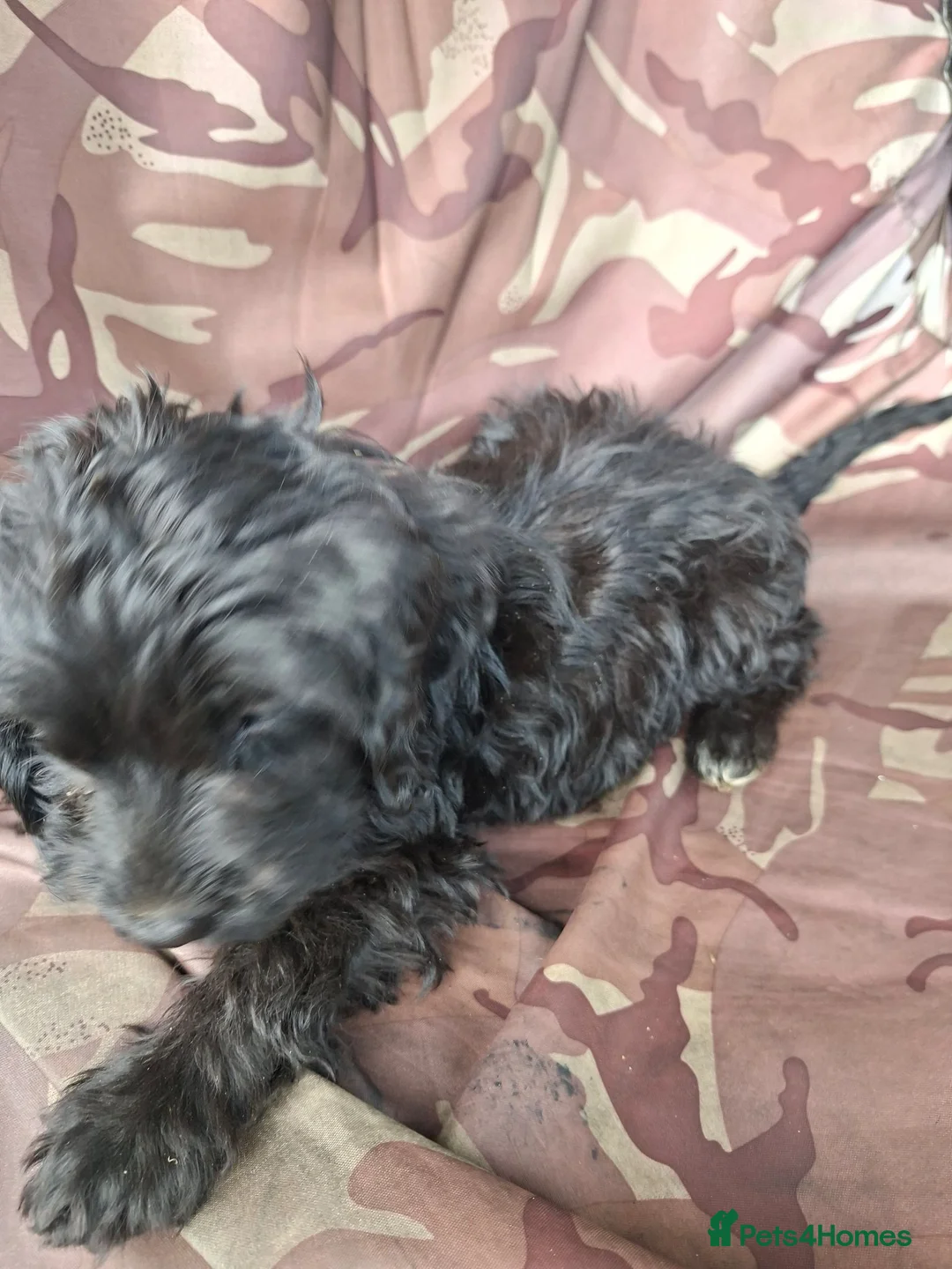 Cockapoo dogs for sale: Cockapoo femal puppy in Atherstone - Advert 4