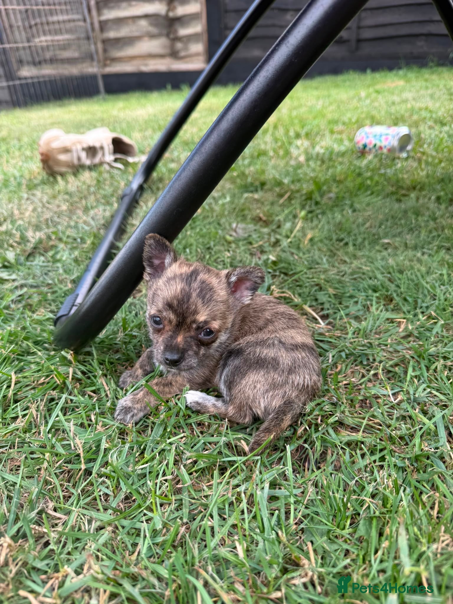 Chihuahua dogs 🌸Beautiful Chihuahua Puppies 🌸 - Advert 2