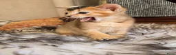 Mixed Breed cats for sale: Unique Abyssinian*Savannah Mix- Not to Miss - Advert 14