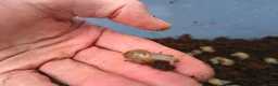 Snails invertebrates for sale: Baby African Land Snails for sale - Advert 1