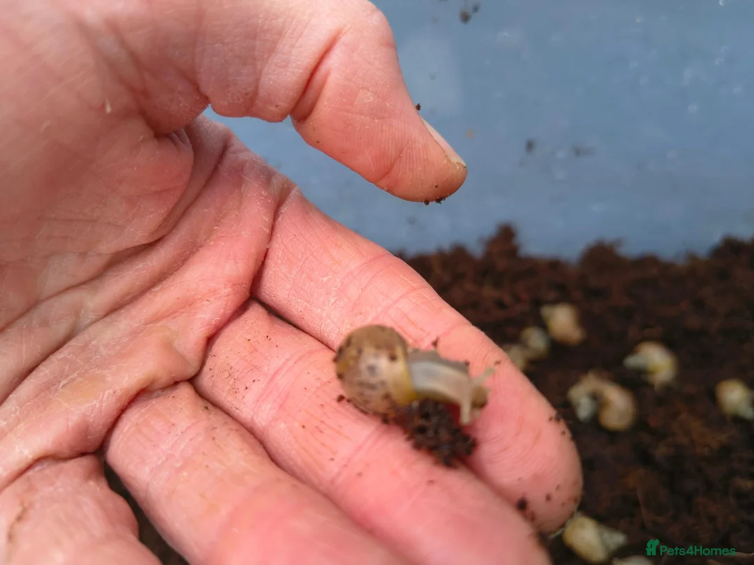Snails invertebrates for sale: Baby African Land Snails for sale - Advert 1