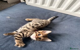 Bengal cats for sale: 6 Stunning Bengal kittens - Image 7