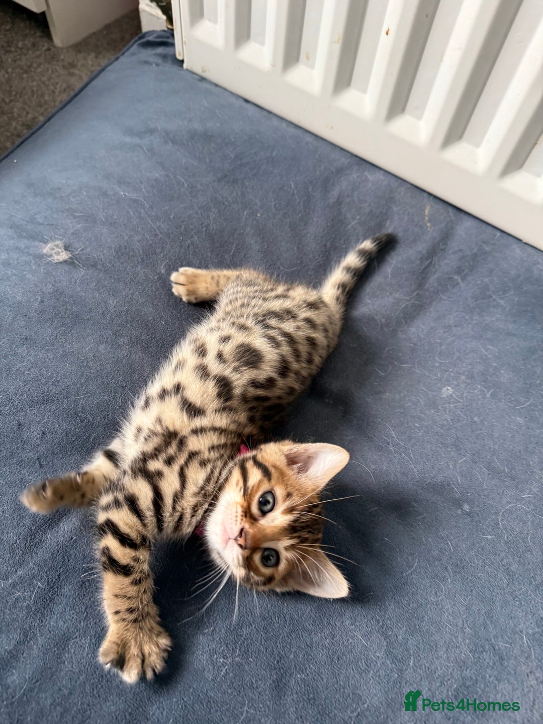 Bengal cats for sale: 6 Stunning Bengal kittens - Image 7