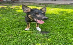 Mixed Breed dogs for adoption: 💙🐶 BAX 🐶💙 - Image 5