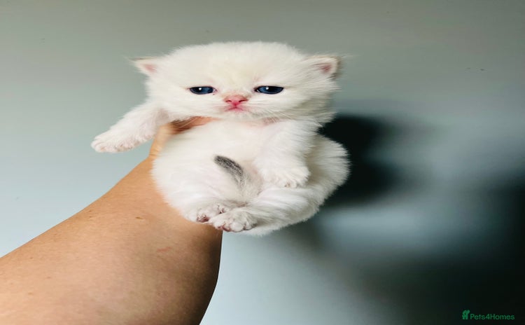 British Longhair cats - Advert 2