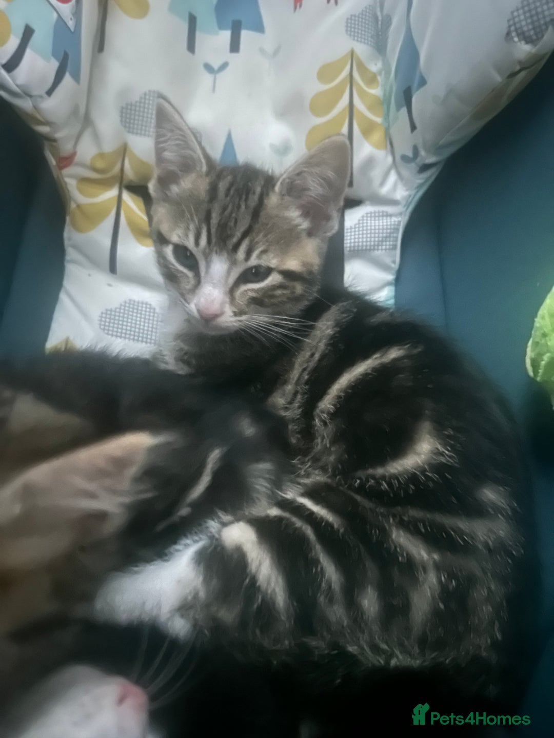 Mixed Breed cats for sale: kittens  - Image 5