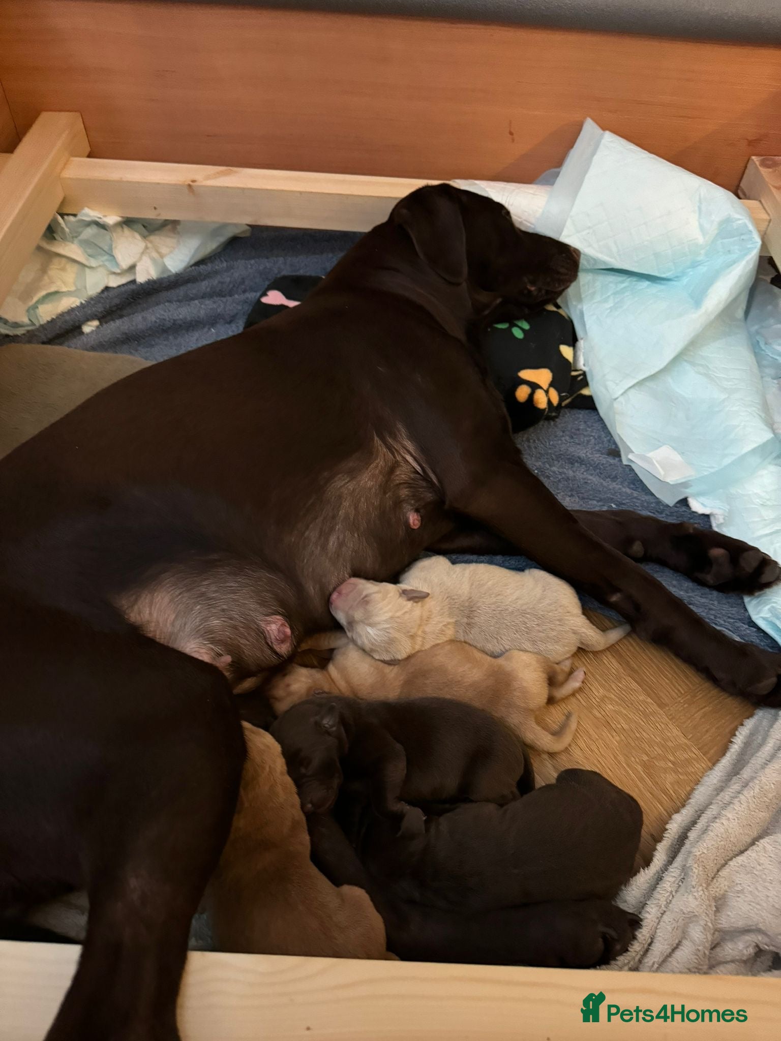 Labrador Retriever dogs Male Labrador Retrievers 🐶  - Advert 5