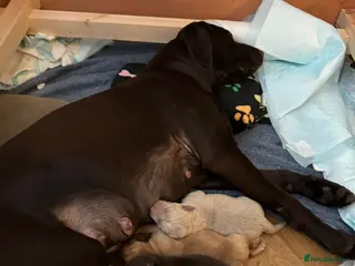 Labrador Retriever dogs Male Labrador Retrievers 🐶 - Advert 3