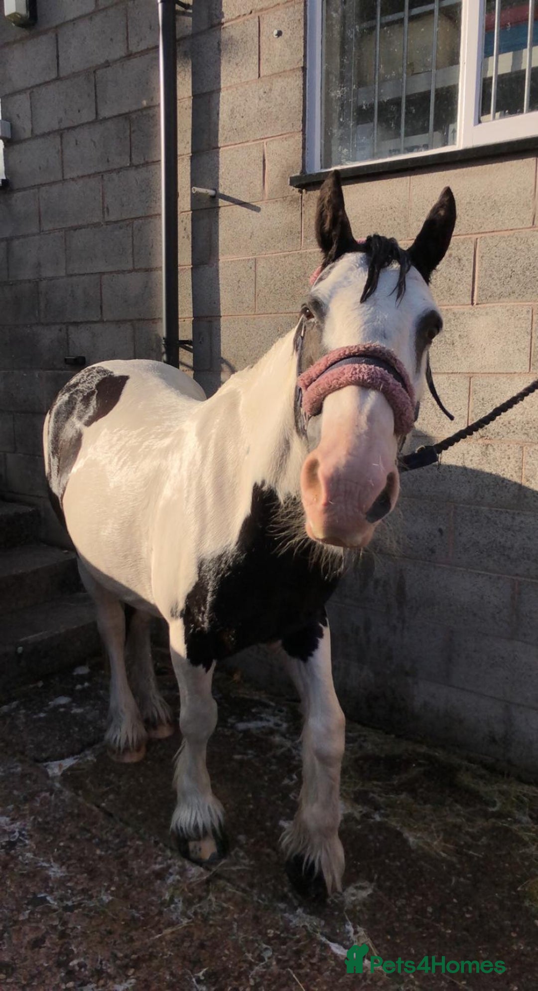 Irish Cob horses for sale: Happy hacker/ companion pony - Image 4