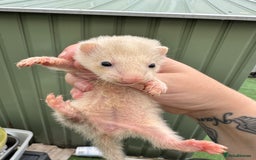 Ferret rodents for sale: Black eyed white ferrets  - Image 6