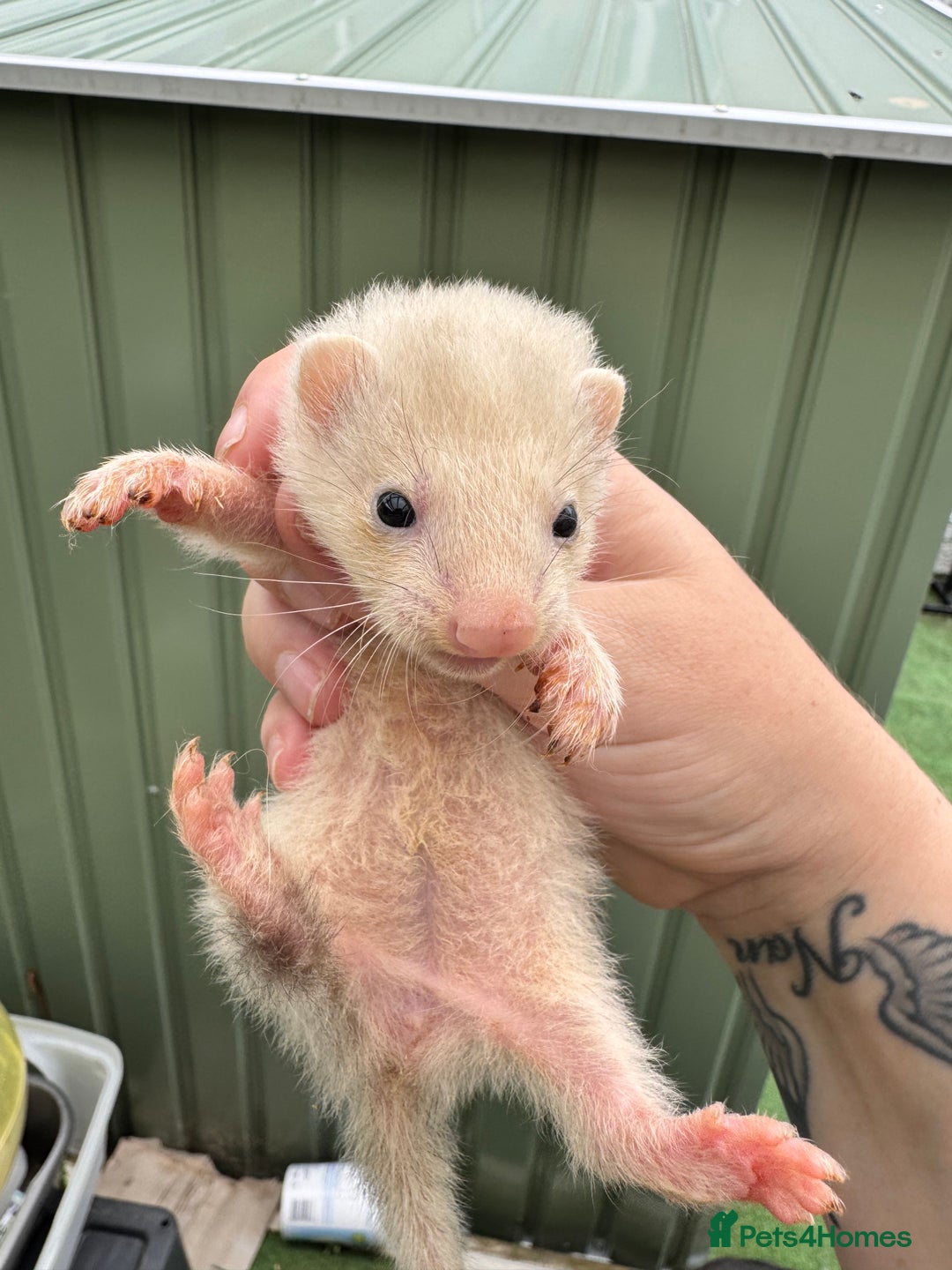 Ferret rodents for sale: Black eyed white ferrets  - Image 6