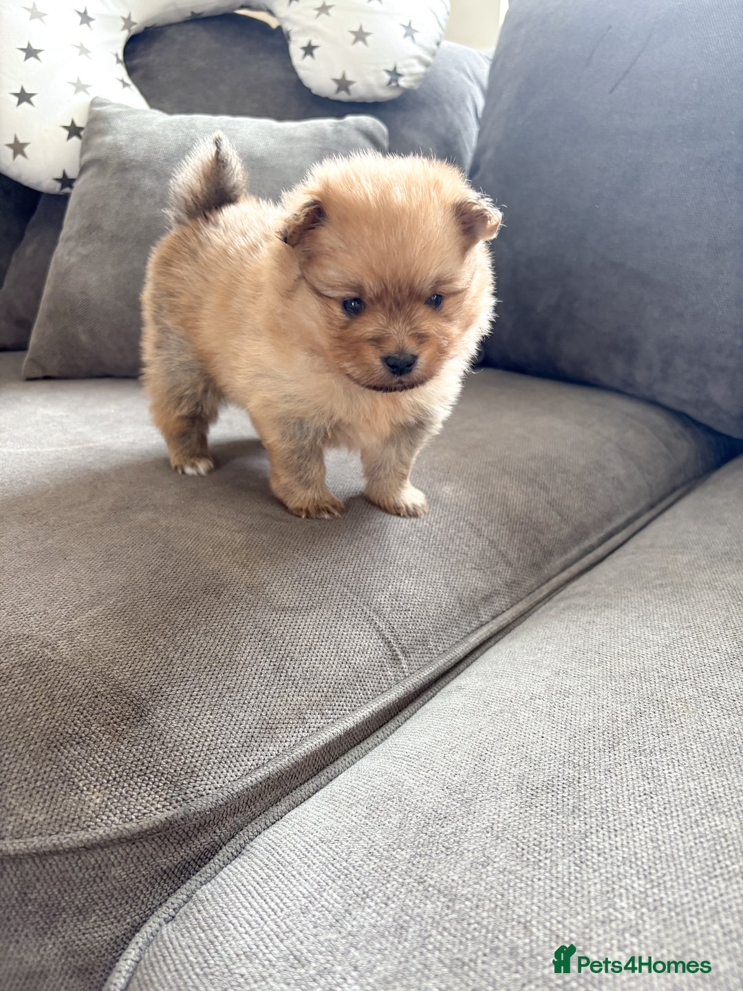 Pomeranian dogs for sale: Pomeranian puppies girl and boy  - Image 4