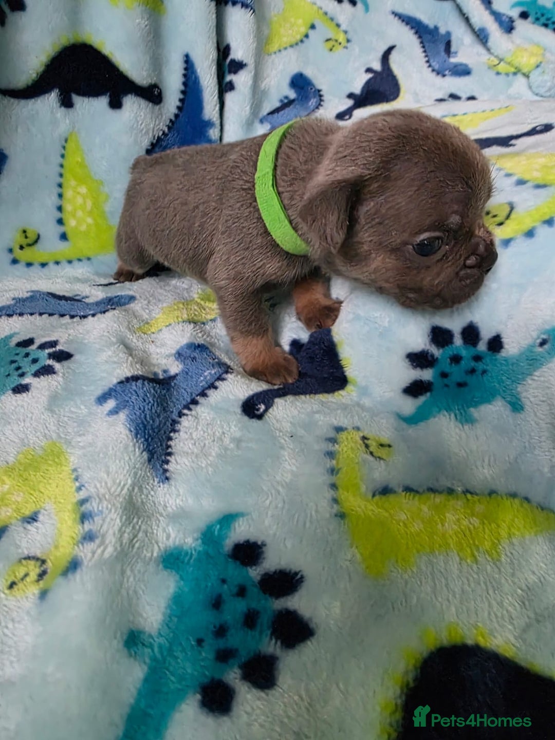 French Bulldog dogs for sale: BEAUTIFUL FRENCH BULLDOG PUPPIES  - Advert 22