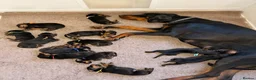 Dobermann dogs for sale: Outstanding KC Dobermann Pups🇧🇷 Licensed Breeder - Advert 6
