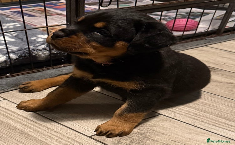 Rottweiler dogs - Advert 3