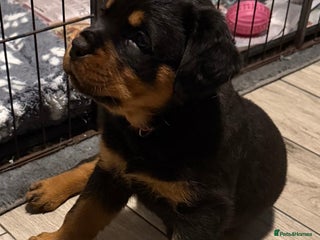 Rottweiler dogs - Advert 18