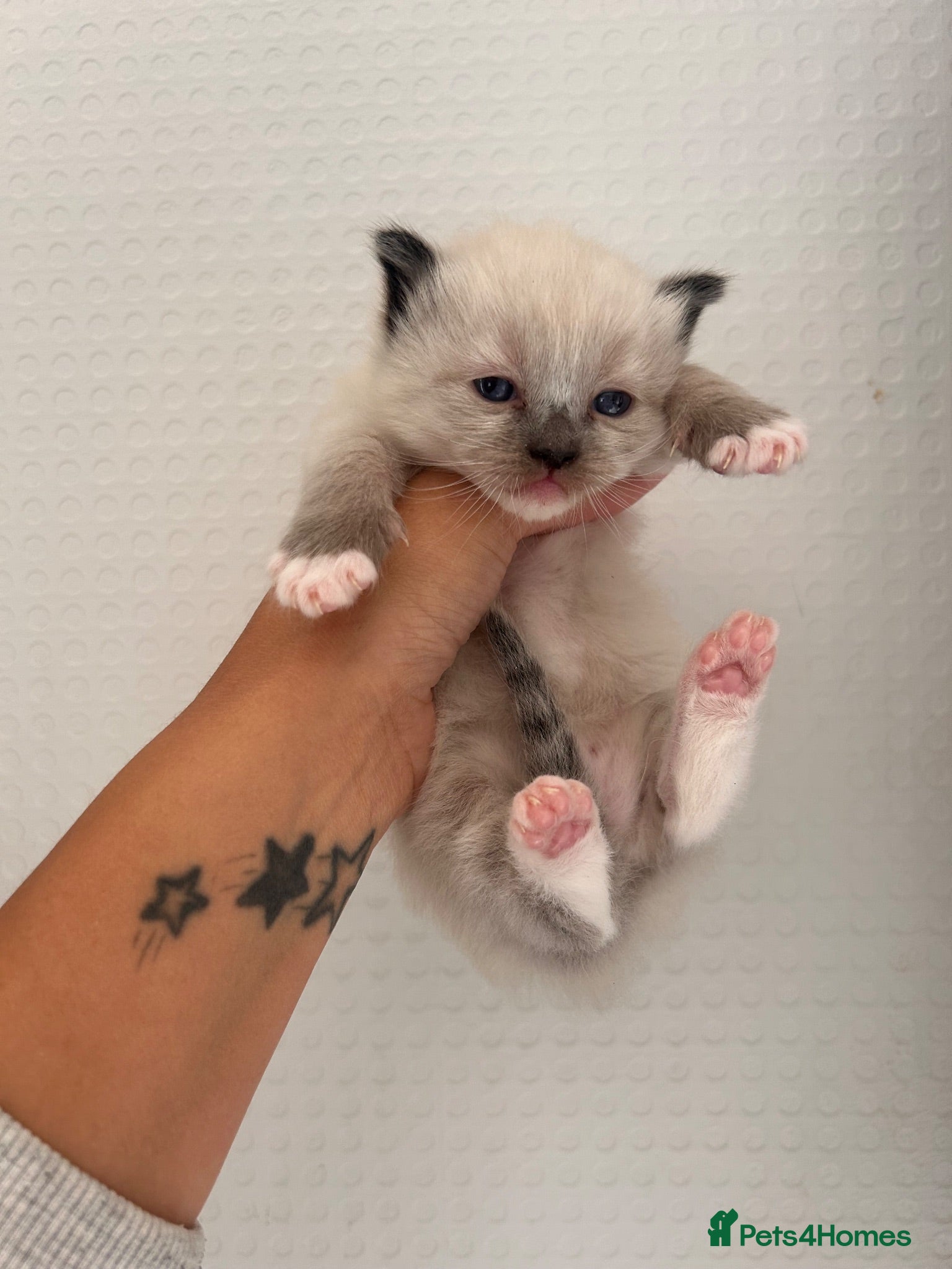 Ragdoll cats Ragdoll kittens for reservation 🫶 - Advert 1