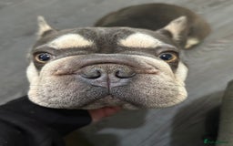 French Bulldog dogs for sale: Female Frenchbull dog just turnone open to offers  - Image 3