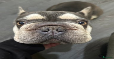 French Bulldog dogs - Advert 16