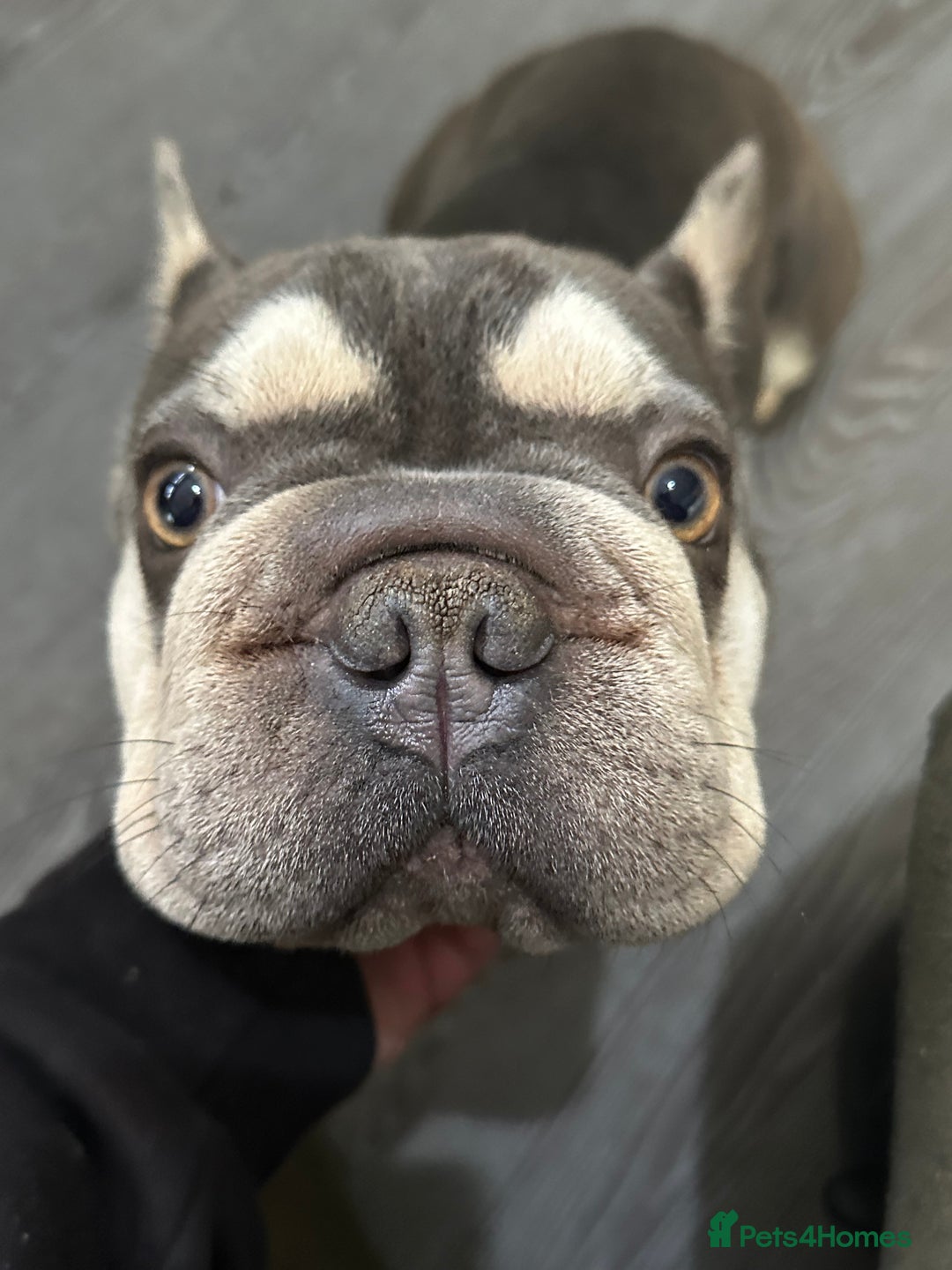 French Bulldog dogs for sale: Female Frenchbull dog just turnone open to offers  - Image 3