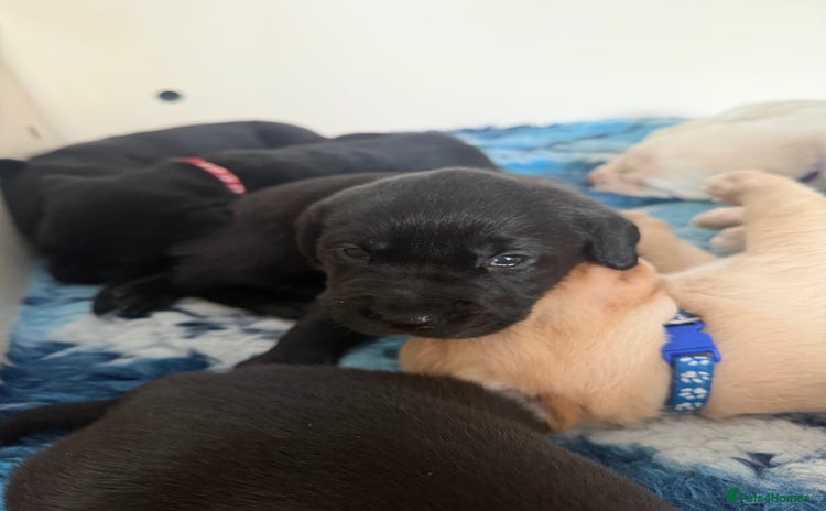 Labrador Retriever dogs - Advert 5