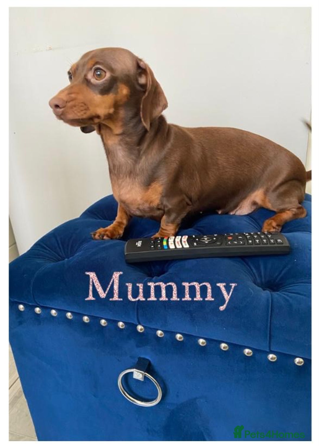 Miniature Dachshund dogs for sale: TURE MINIATURE DACHSHUND  - Advert 2