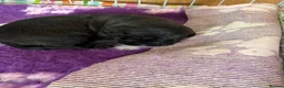Labradoodle dogs for sale: One stunning boy  - Advert 5
