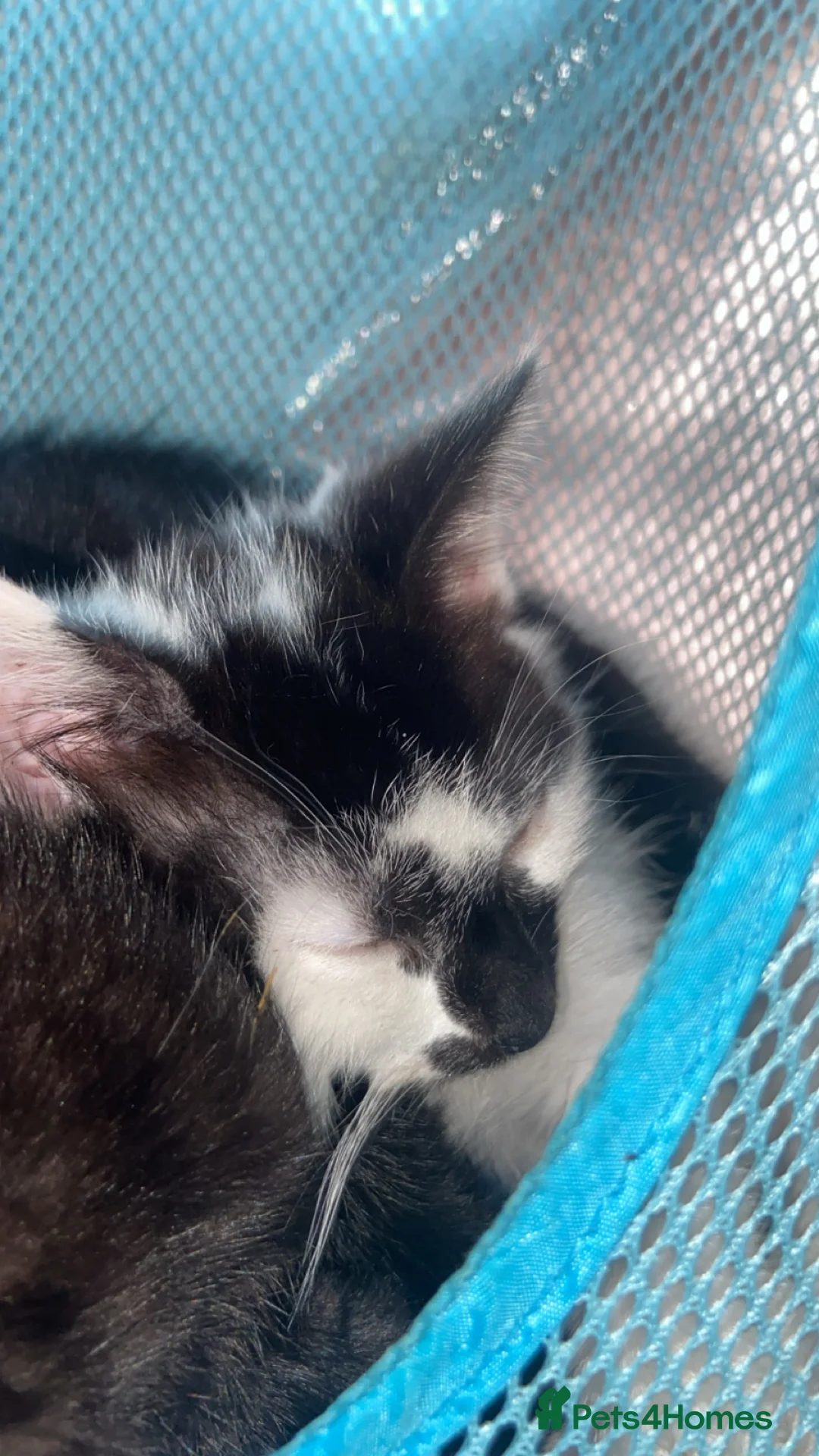 British Shorthair cats for sale: Black and white  - Advert 2