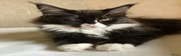 Maine Coon cats for sale: Much-Loved Tuxedo Maine Coons Seeking New Homes in Horncastle - Advert 6