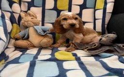 Cocker Spaniel dogs for sale: Stunning show cocker spaniel pups  - Image 11