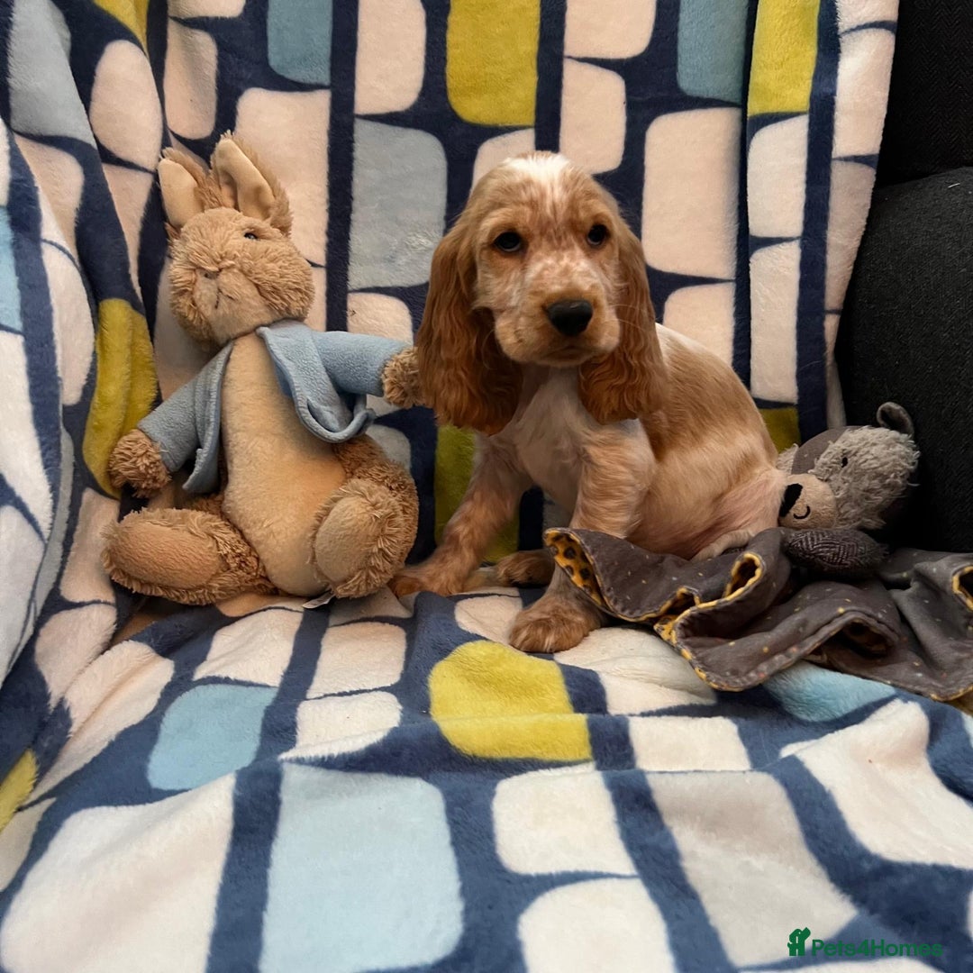 Cocker Spaniel dogs for sale: Stunning show cocker spaniel pups  - Image 11