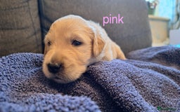 Golden Retriever dogs for sale: Golden Retriever pups - Image 3