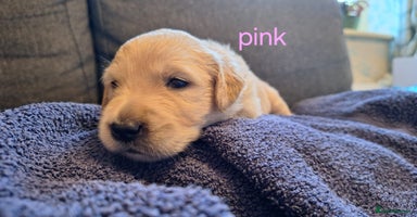 Golden Retriever dogs - Advert 1