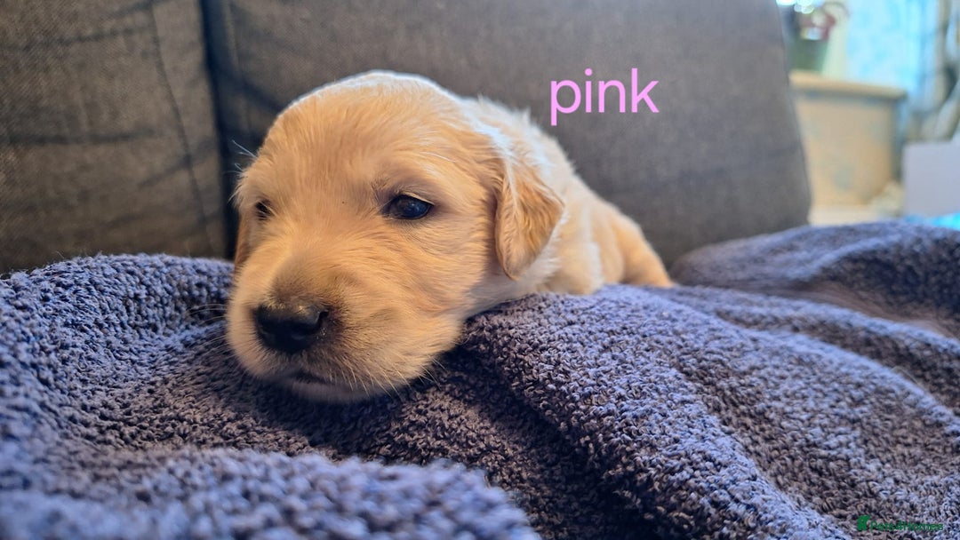 Golden Retriever dogs for sale: Golden Retriever pups - Image 3