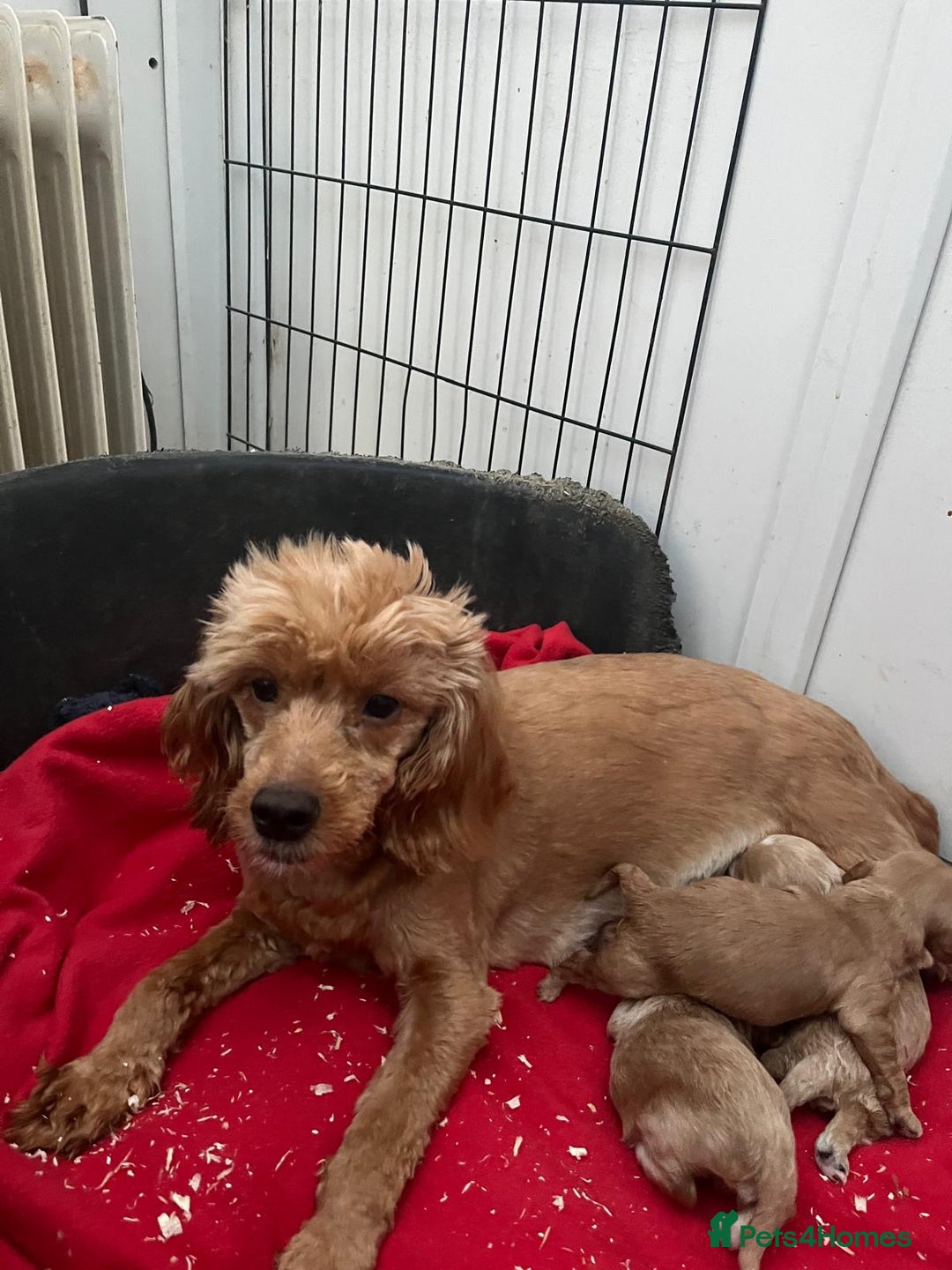 Cavapoo dogs for sale: F1 Cavapoo puppies - Advert 5