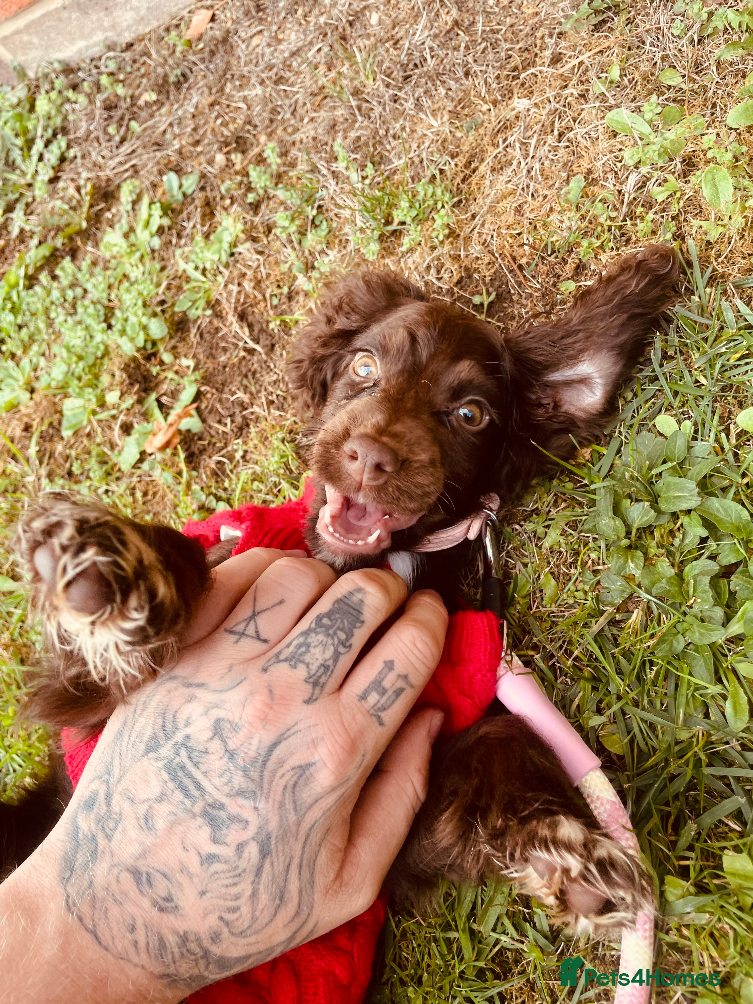 Cocker Spaniel dogs Gorgeous cocker spaniel girl - Advert 2