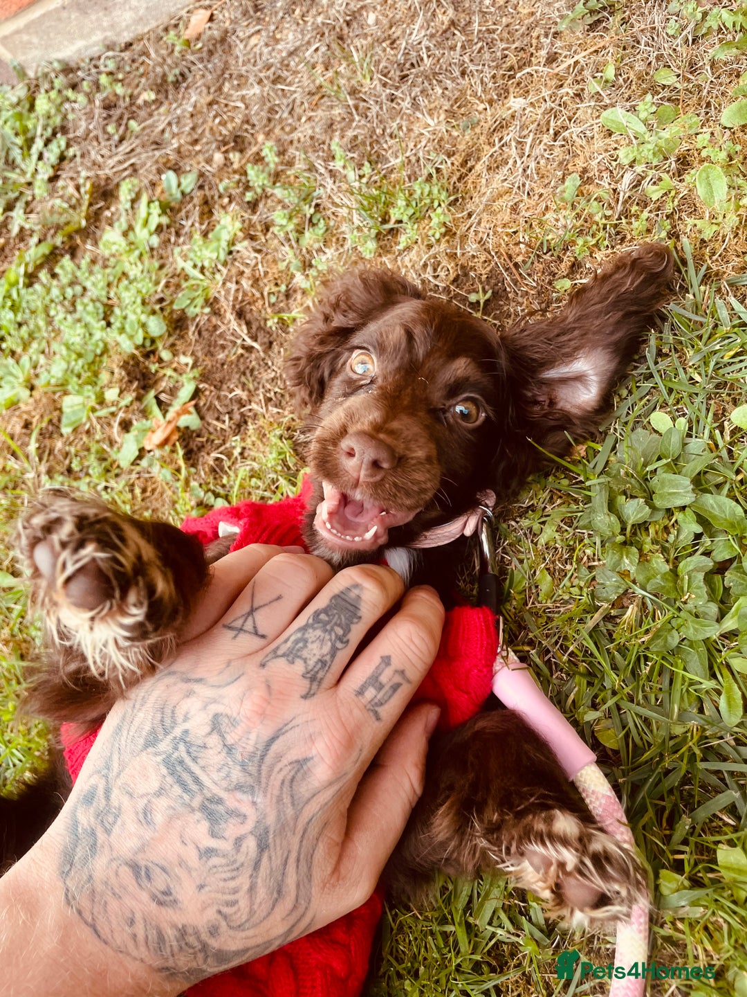 Cocker Spaniel dogs for sale: Gorgeous cocker spaniel girl - Advert 1